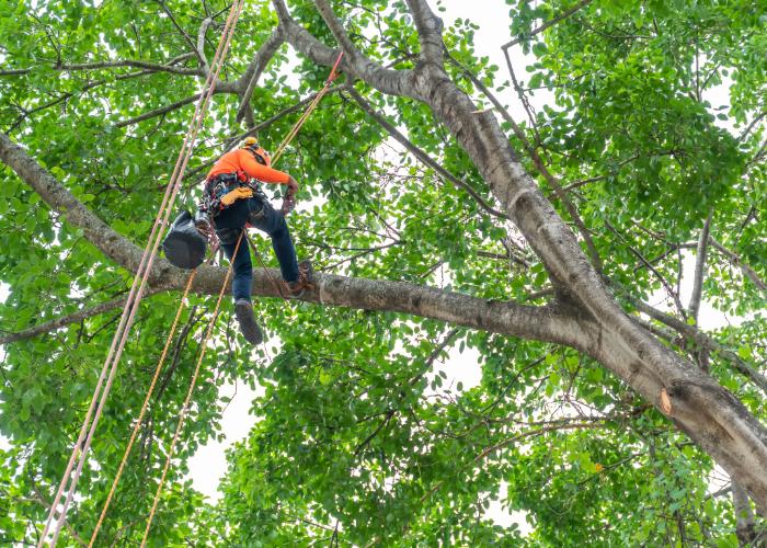 When to Trim an Oak Tree [Ultimate Trimming Guide]